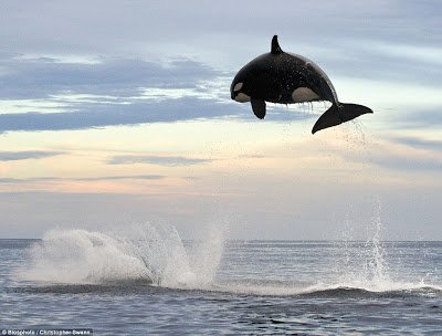 Φάλαινα 8 τόνων φτάνει τα 4,5 μέτρα για να «τσακίσει» ένα δελφίνι (Φωτογραφίες)