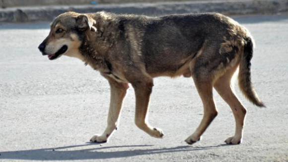 Σκύλος αλά... Χάτσικο στη Βολιβία! (Φωτο)