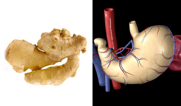 Δείτε τις τροφές που μοιάζουν με όργανα του ανθρώπινου σώματος