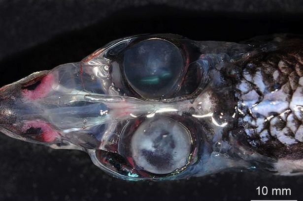 Ανατριχιαστικό μεταλλαγμένο ψάρι με 4 μάτια (φωτο)