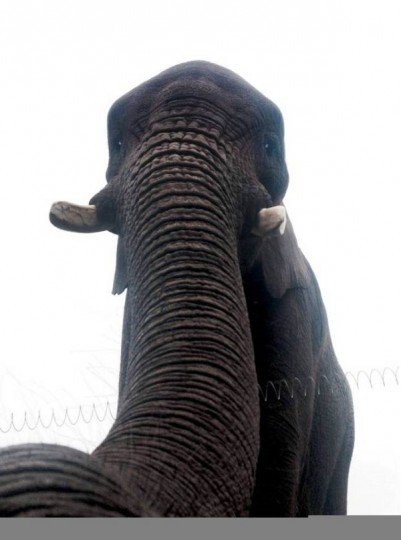 Η selfie ενός... ελέφαντα! (φωτο)