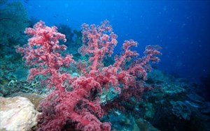 Αυστραλία: Η UNESCO προειδοποιεί για τον Μεγάλο Κοραλλιογενή Ύφαλο
