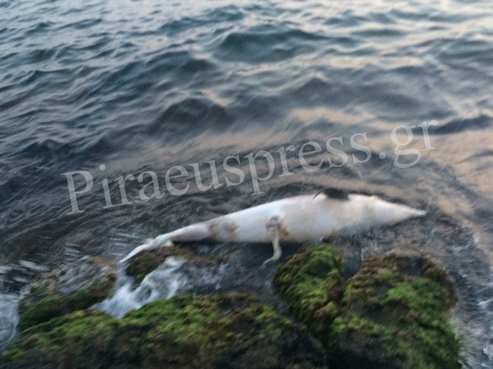 Βρέθηκε νεκρό δελφίνι στην Πειραϊκή (φωτο)