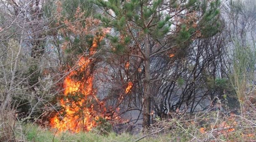 Δελφοί: Πυρκαγιά σε δασική έκταση