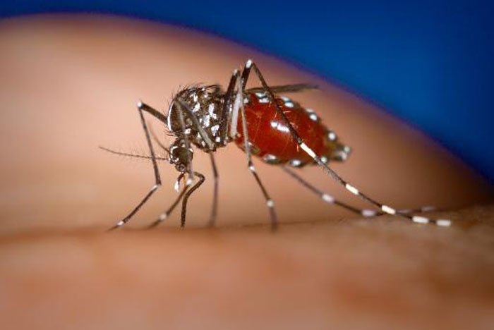 ΚΕΕΛΠΝΟ: Ο ιός του Δυτικού Νείλου έχει μολύνει 28.000 ανθρώπους