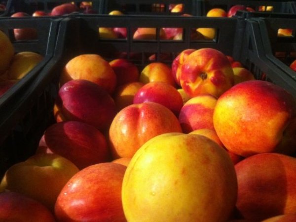 Η Ρωσία αναμένεται να περιορίσει τις εισαγωγές φρούτων από την Ελλάδα