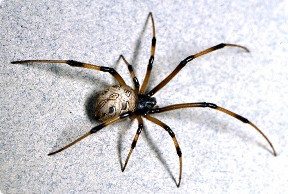 Ρόδος: πέθανε 62χρονος από δάγκωμα αράχνης