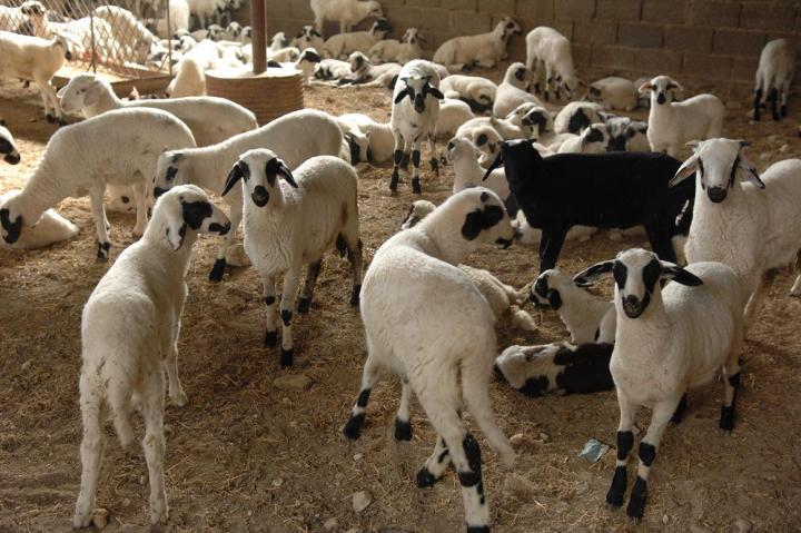 Μακεδονία: Κρούσματα καταρροϊκού πυρετού σε κτηνοτροφικές μονάδες