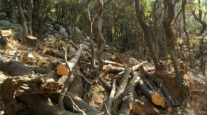 Ηλεία: Λαθροϋλοτόμοι έκοψαν βελανιδιές για εκδίκηση στο δάσος της Φολόης