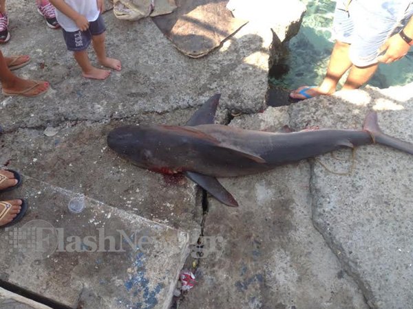 Καρχαρίας πιάστηκε στα δίχτυα ψαρά ! - (φωτο)