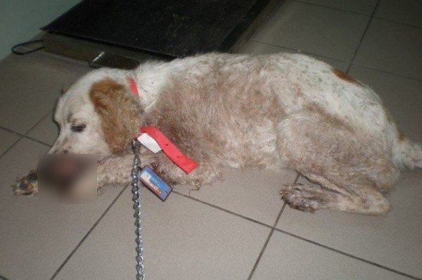 Σοκ: Ασυνείδητος πυροβόλησε σκύλο στο πρόσωπο