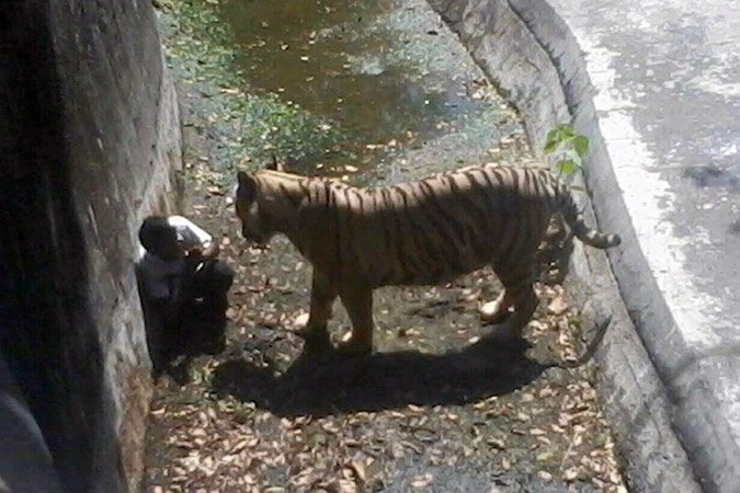 Λευκή τίγρης κατασπάραξε νεαρό αγόρι σε ζωολογικό κήπο