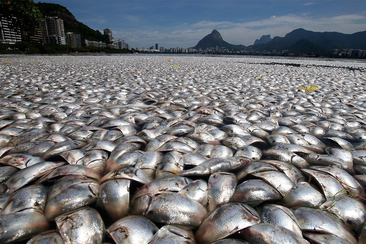 Χιλιάδες νεκρά ψάρια στον όρμο Γκουαναμπάρα