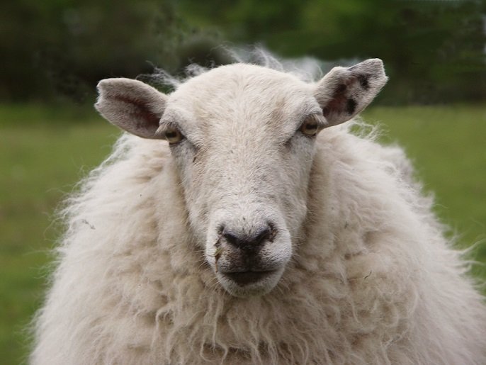 Δημιούργησαν μεταλλαγμένα πρόβατα για την καταπολέμηση της νόσου Μπάτεν