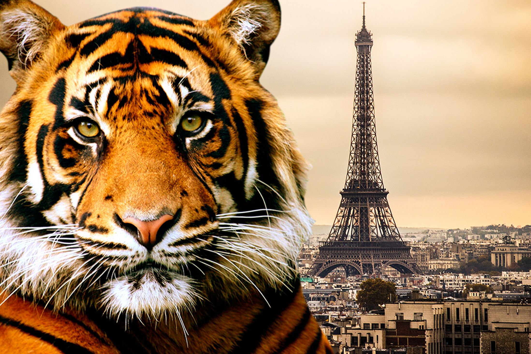 Προσπαθούν να εντοπίσουν την τίγρη που κυκλοφορεί ελεύθερη στο Παρίσι