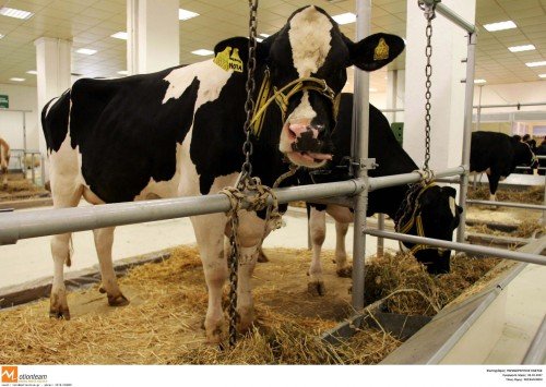 Διατροφικός Αρμαγεδδών Εντοπίστηκε στη Νορβηγία κρούσμα της νόσου των "τρελών αγελάδων"