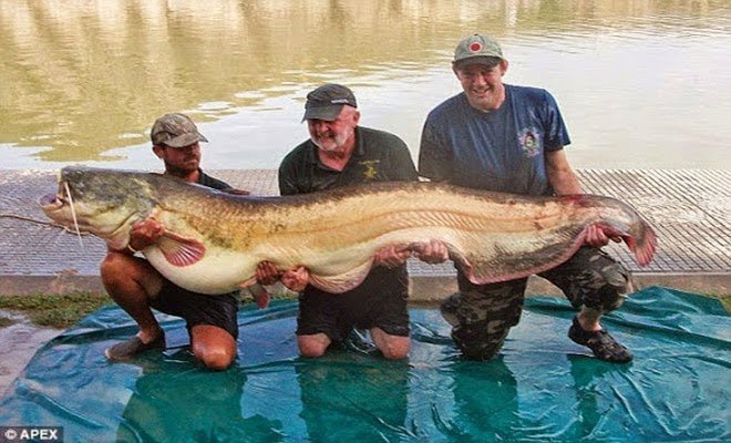 Ψάρεψε σε ποταμό της Ισπανίας το μεγαλύτερο γατόψαρο στον κόσμο
