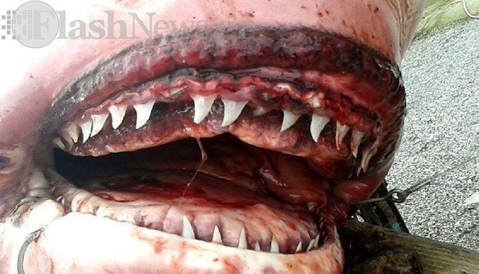 Τεράστιος καρχαρίας ξεβράστηκε σε ελληνική παραλία (φωτό)