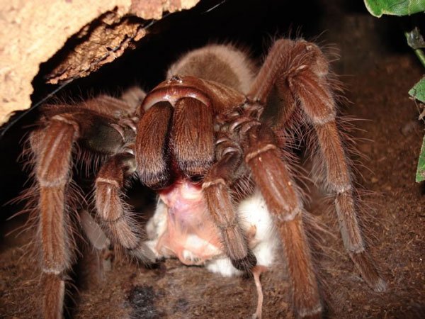 Η μεγαλύτερη και τρομακτικότερη αράχνη (φωτο)