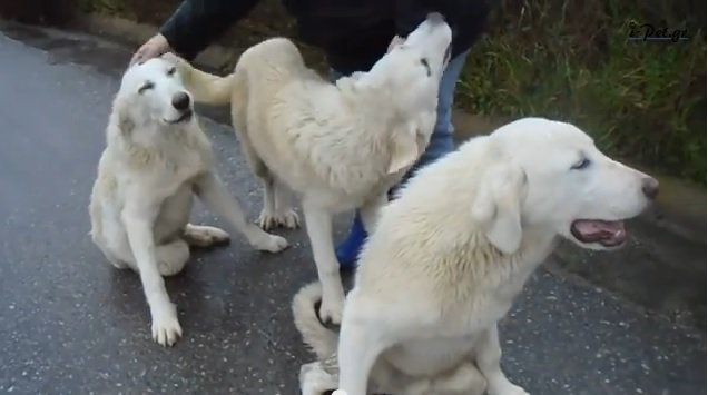 Βοηθήστε να βρούμε αυτόν που τσάκισε τα πόδια των σκυλιών (βίντεο)