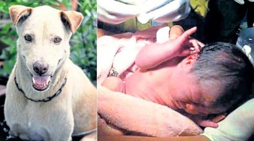 Σκύλος – φύλακας-άγγελος σώζει νεογέννητο που είχε εγκαταλειφθεί στο δρόμο (φωτό)