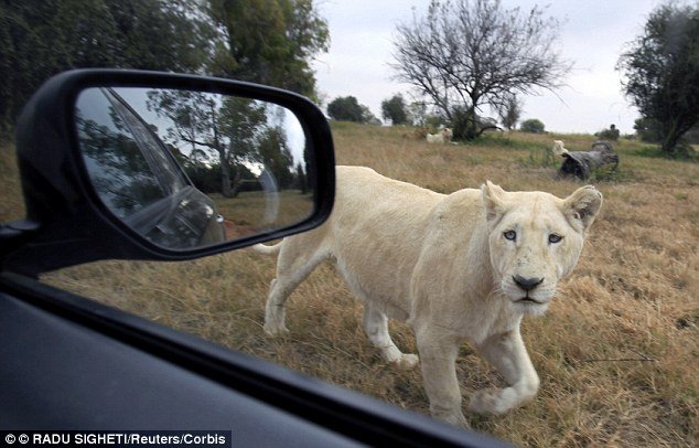 Λιοντάρι κατασπάραξε 22χρονη τουρίστρια κατά τη διάρκεια επίσκεψης σε πάρκο του Γιοχάνεσμπουργκ