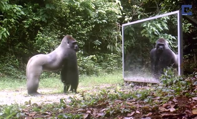 Τι συμβαίνει αν τοποθετήσεις έναν καθρέφτη στη μέση μιας ζούγκλας; Το VIDEO με τα 9 εκατ. views μέσα σε λίγες μέρες