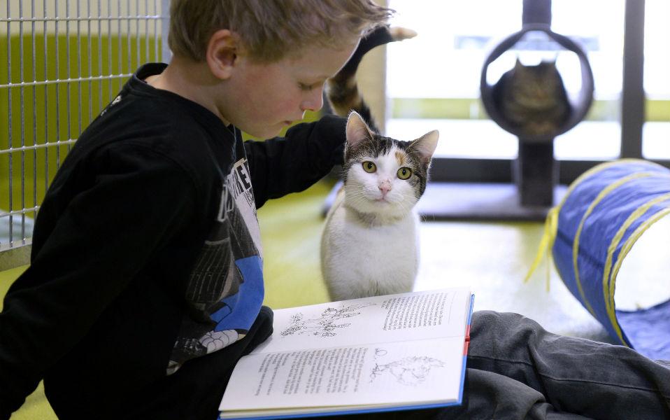 Οι γάτες βοηθάνε τα παιδιά στην απόδοσή τους στο σχολείο