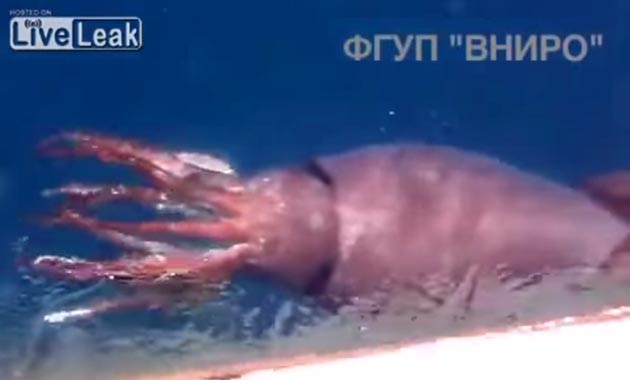Σπάνια συνάντηση ανθρώπου με γιγάντιο καλαμάρι - Εντοπίστηκε ζωντανό από ρώσους ναυτικούς (VIDEO)