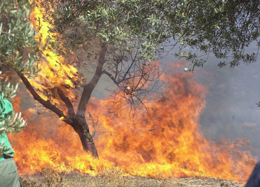 Εύβοια: Φωτιά σε πευκοδάσος στα Ψαχνά - Η μάχη με τις φλόγες και τους ισχυρούς ανέμους στην περιοχή!