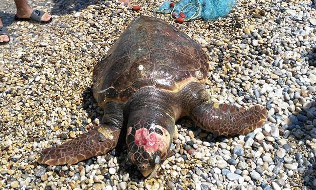 Βαριά τραυματισμένη θαλάσσια χελώνα από δίχτυα ασυνείδητων ψαράδων στο Βραχάτι Κορινθίας