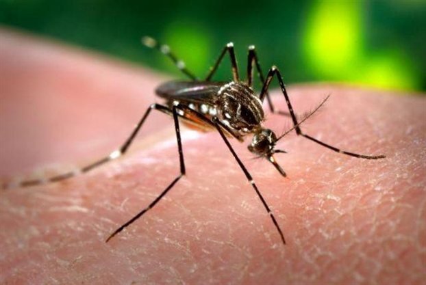 Κρούσμα ελονοσίας αναφέρει το ΚΕΕΛΠΝΟ προς τη Διεύθυνση Δημόσιας Υγείας