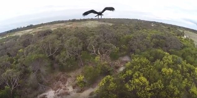 Αυστραλία: Μετωπική εναέρια σύγκρουση drone με αετό (βίντεο)