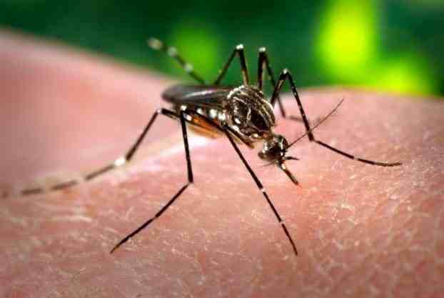 Κρούσμα ελονοσίας στα Τρίκαλα
