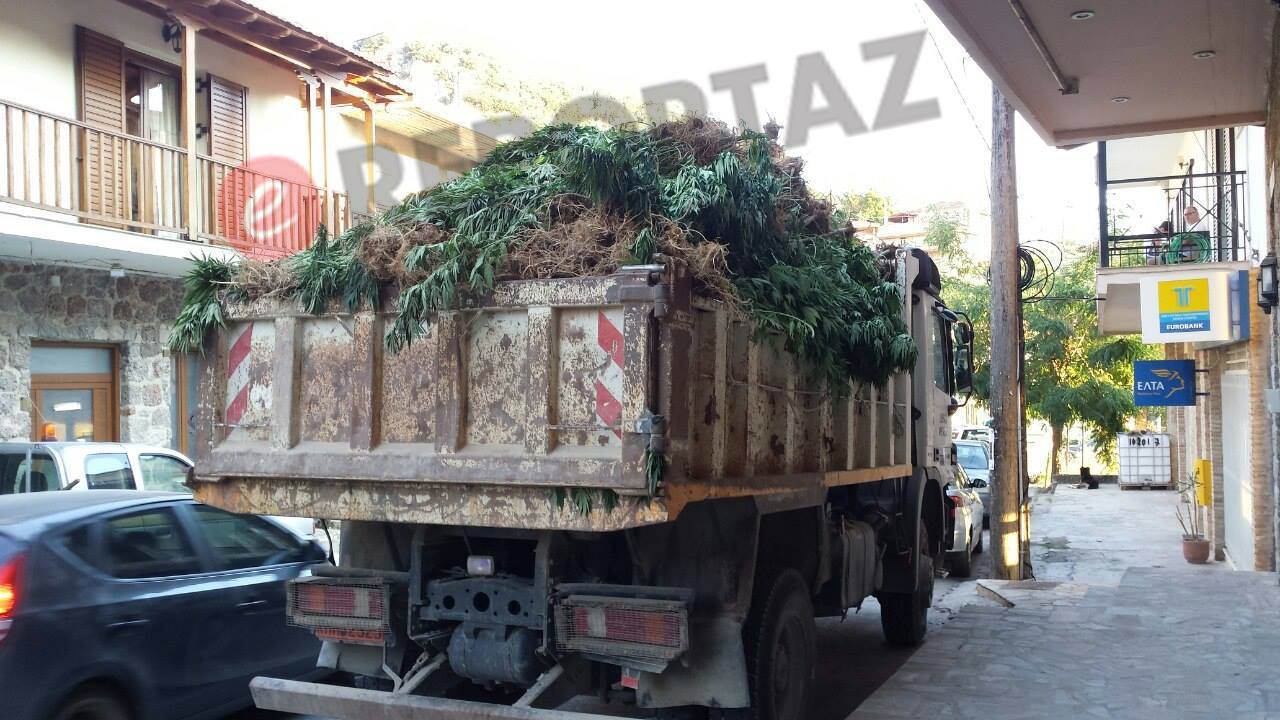 Κόρινθος: Σύλληψη αλλοδαπού που καλλιεργούσε φυτεία με 1600 δέντρα χασίς