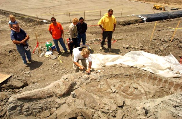 Μοναδικά απολιθώματα γιγάντιων ζώων της εποχής των Παγετώνων σε εργοτάξιο της Καλιφόρνια (φωτό)