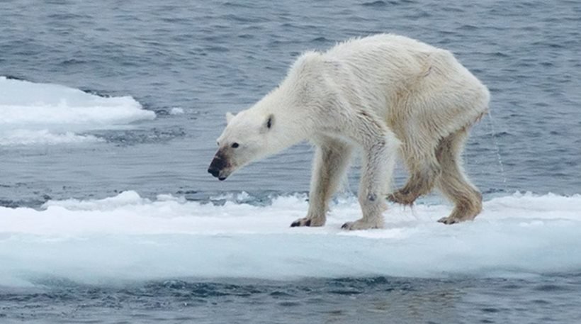 Περιβαλλοντολόγοι: Η φωτογραφία της σκελετωμένης πολικής αρκούδας στην Αρκτική είναι «εικόνα από το μέλλον»