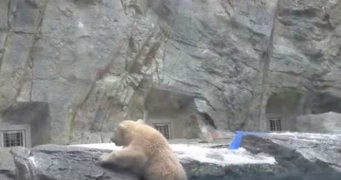 Τρυφερό βίντεο: Μαμά πολική αρκούδα σώζει το μικρό της από πνιγμό