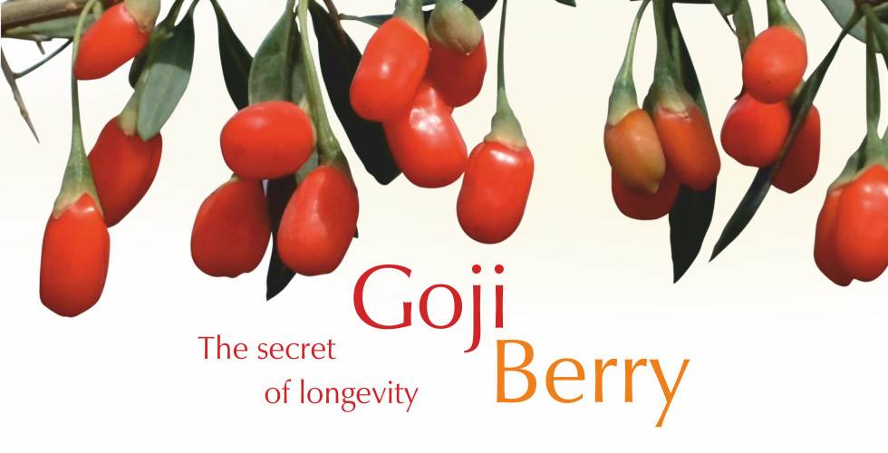 Οι ευεργετικές ιδιότητες του Goji Berry