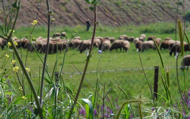 Αποζημιώσεις 4,5 εκατ. ευρώ  σε κτηνοτρόφους για οικονομικές απώλειες από ασθένειες βοοειδών