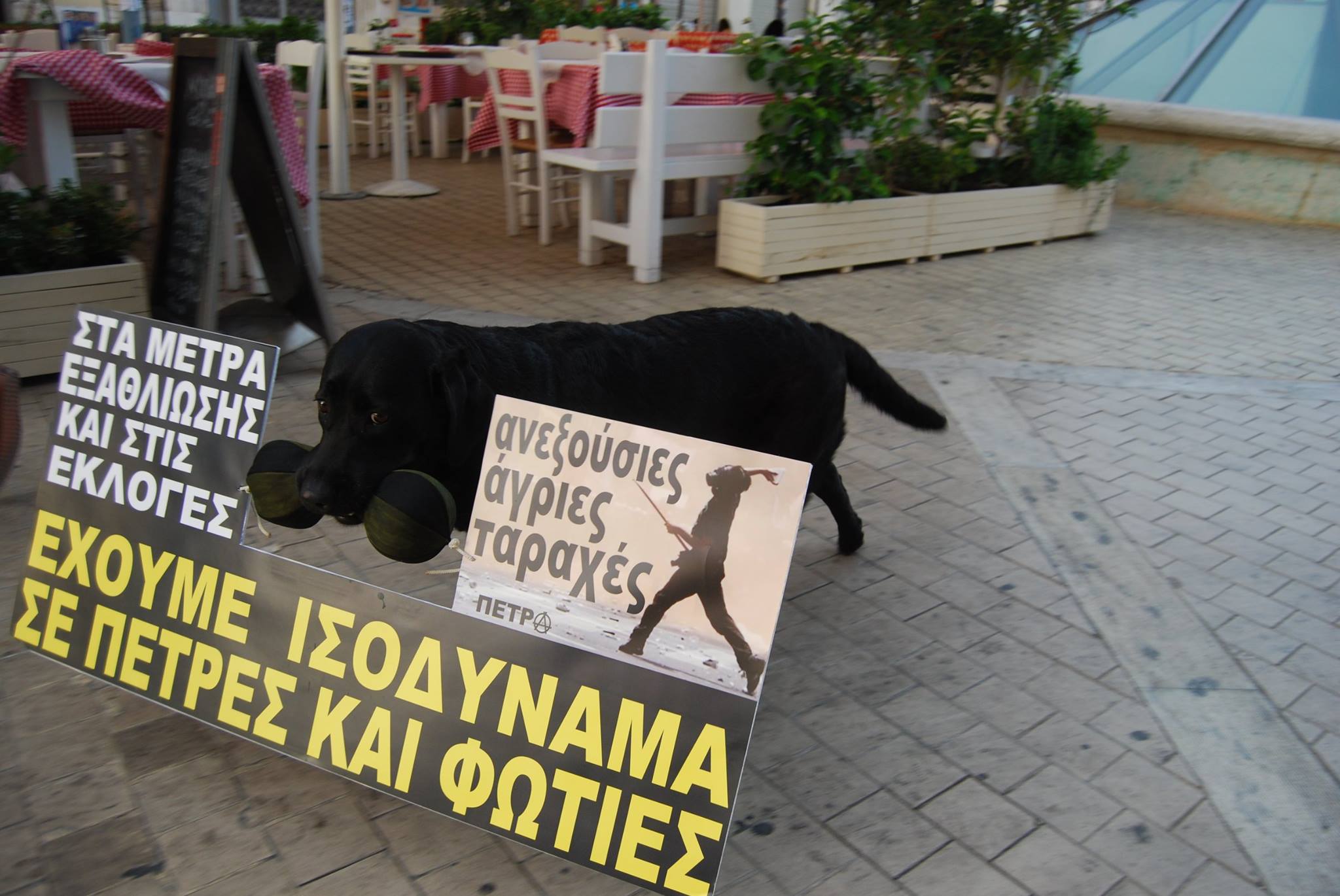 Πέτρα: η τετράποδη διαδηλώτρια της Αθήνας