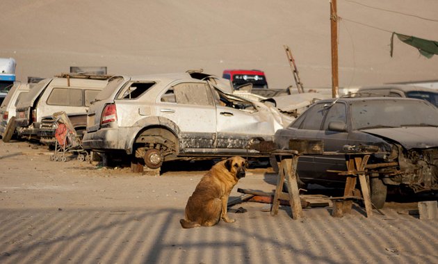 Χιλή: Υποσιτισμένο αγοράκι επιβίωνε επί ημέρες θηλάζοντας σκυλίτσα