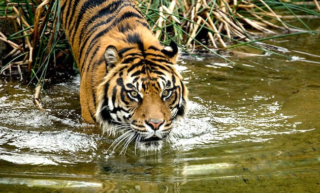 Νέα Ζηλανδία: Αρσενική τίγρη της Σουμάτρα κατασπαράσσει εργαζόμενη σε ζωολογικό κήπο