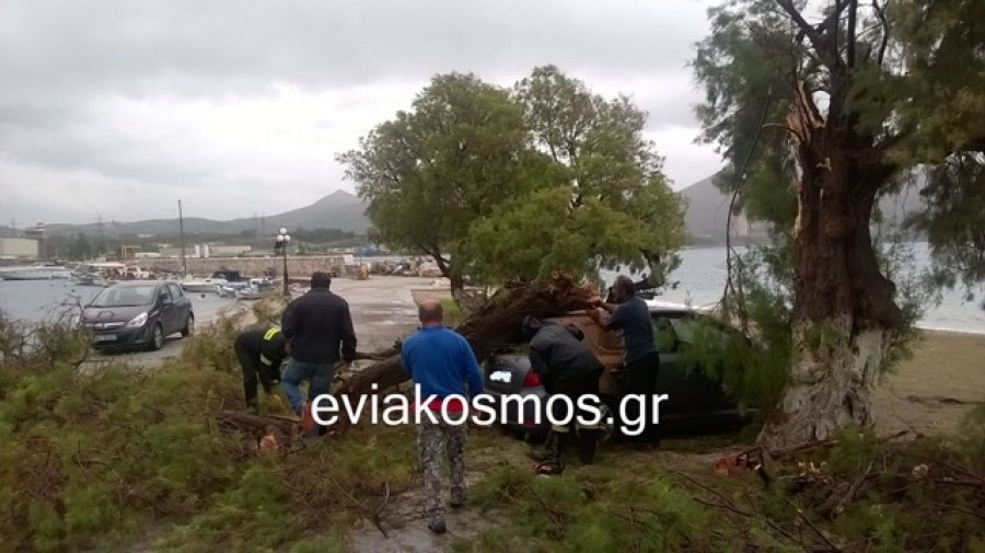 Εύβοια: Δέντρα καταπλάκωσαν αυτοκίνητα λόγω της σφοδρής κακοκαιρίας στον Κάραβο Αλιβερίου