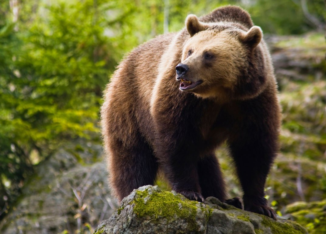 Τραγικό! Βρέθηκαν 207 νεκρές αρκούδες σε μία ημέρα στη Φλόριντα