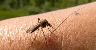 Αναδυόμενη απειλή για όλο τον πλανήτη ανθεκτικό παράσιτο ελονοσίας