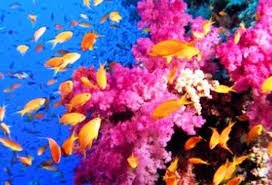Το αντηλιακό σκοτώνει τα κοράλλια