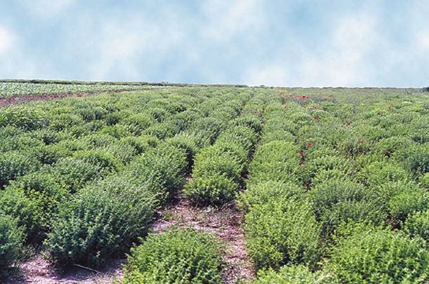 Αιθέρια έλαια και εκχυλίσματα από ελληνικά αρωματικά φυτά θα αξιοποιηθούν για «σούπερ» τροφές