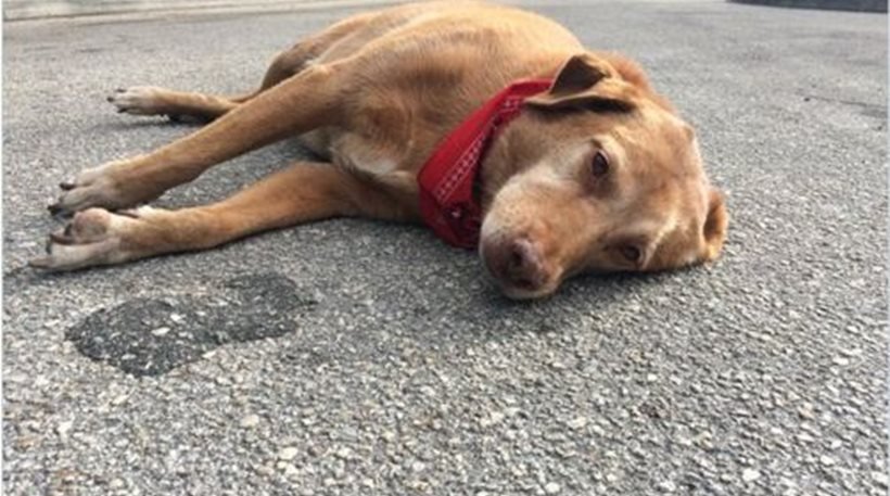 Συγκινητικό! Σκυλί μένει επί ώρες ξαπλωμένο στον τόπο που σκοτώθηκε το αφεντικό του