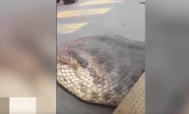 Mάλλον έχουν στα χέρια τους το μεγαλύτερο φίδι του κόσμου (video)